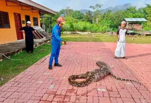 O almoço da serpente a deixou exausta e incapaz de se mover devido ao volume da presa