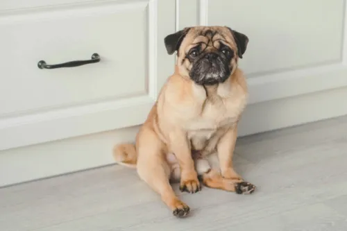 Pugs precisam de muito carinho para ficarem deprimidos