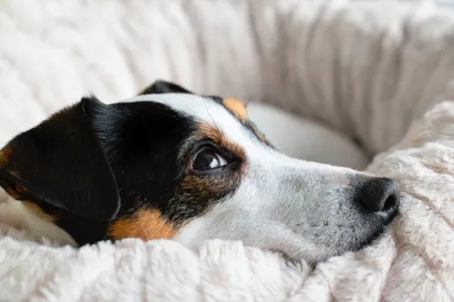 Popularmente conhecidos como 'vira-latas', esses pets acabam passando por uma seleção natural e herdam o melhor de cada raça