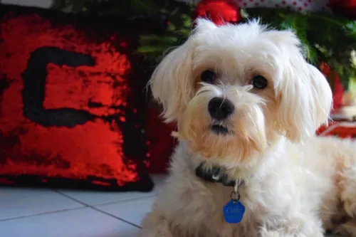 Cães dessa raça não gostam de ficar sozinhos por muito tempo