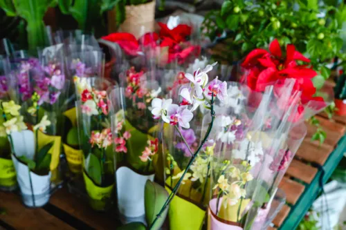 Há uma diversidade de espécies na floricultura do Mercado Municipal de Niterói