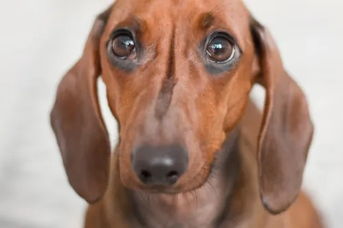 Oferecer carinho e colocar o animal dentro de casa está entre as principais dicas para acalmar o bicinho