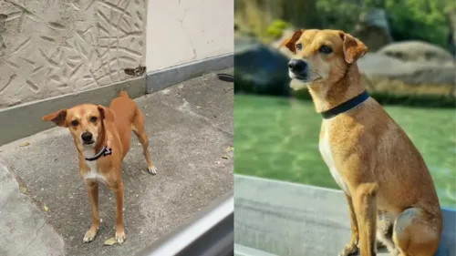 Dido é o mascote do clube e dos moradores da região