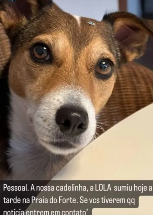 Marcelo postou a foto da cachorrinha perdida