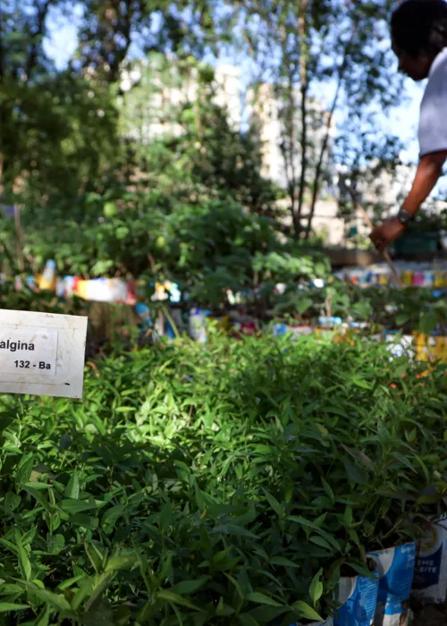 Plantas medicianais são cultivadas no local