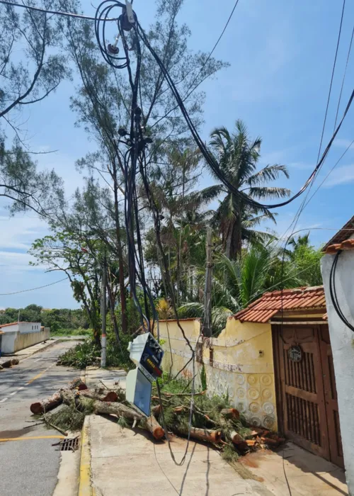 Fios arrebentaram com queda das árvores