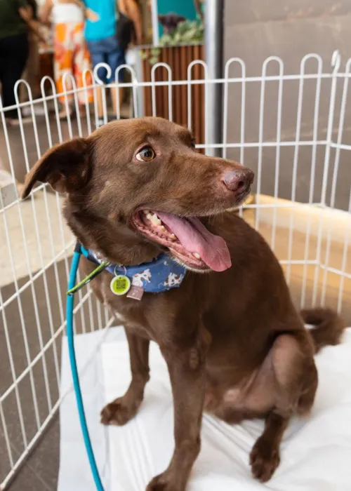 Animais estarão à espera de adoção no Plaza Shopping