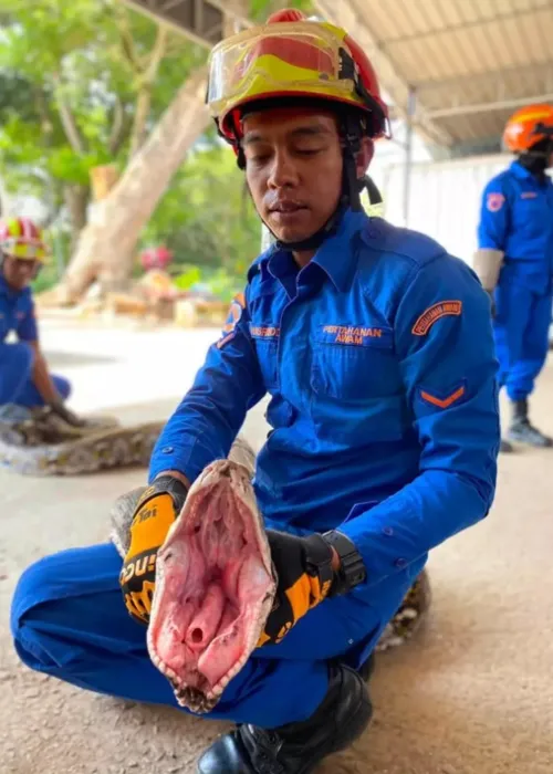 Os bombeiros conseguiram encerrar o "reinado de terror" da serpente