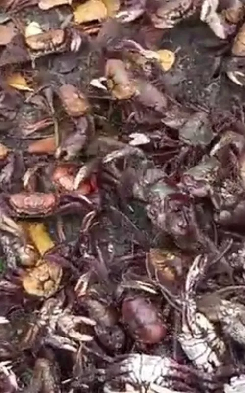 O caranguejo-uçá tem um importante papel na natureza