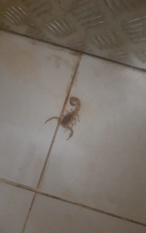 Espécie é conhecida como Escorpião-amarelo