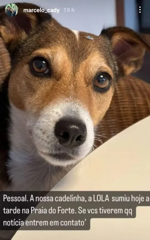 Marcelo postou a foto da cachorrinha perdida
