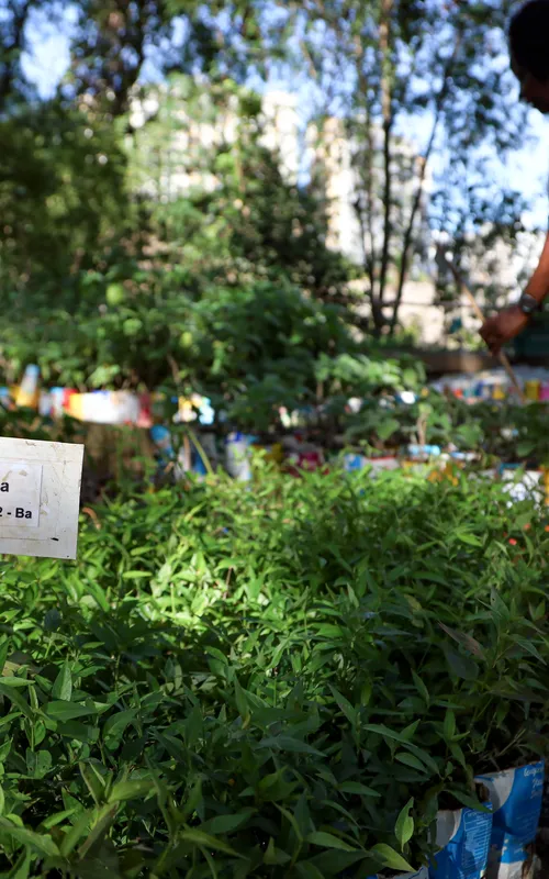 Plantas medicianais são cultivadas no local