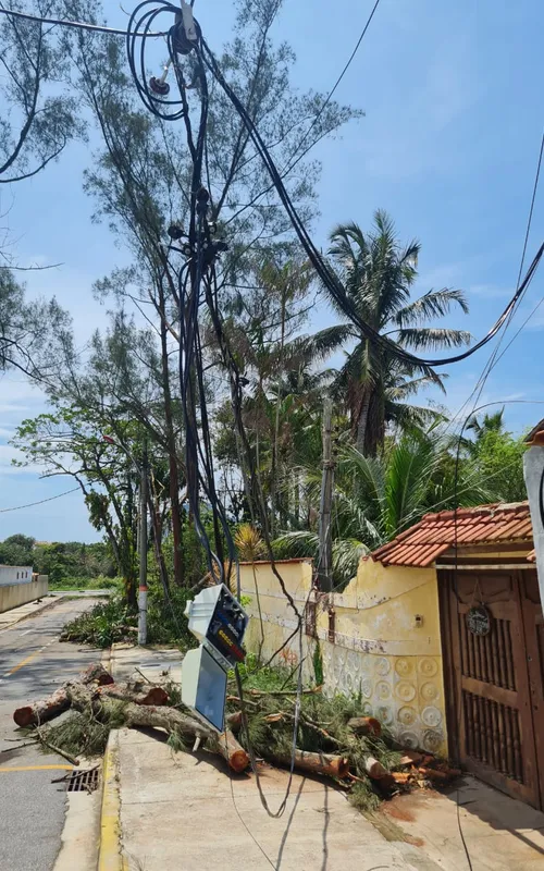 Fios arrebentaram com queda das árvores