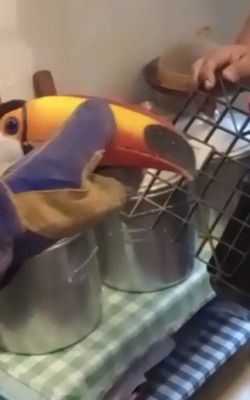 Ave teria caído no quintal e logo após entrou na cozinha