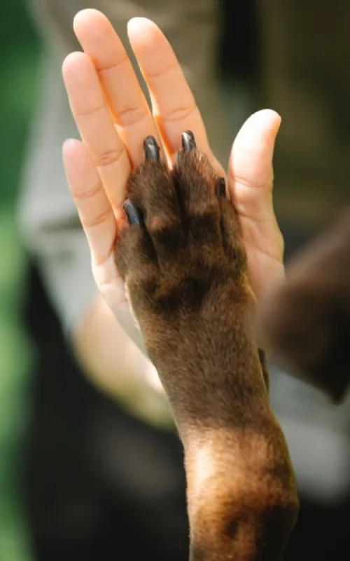 Imagem ilustrativa da imagem Veja como proteger o seu pet durante chuvas e tempestades
