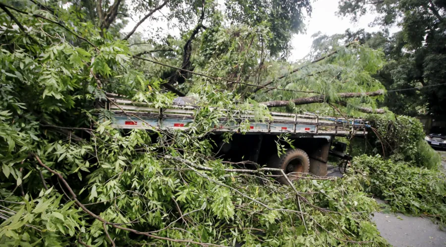 Caminhão estacionado foi coberto por galhos de uma árvore