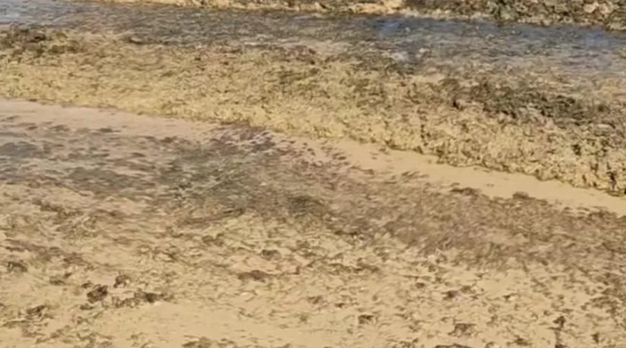 Algas marinhas ocuparam areia da Praia de Geribá