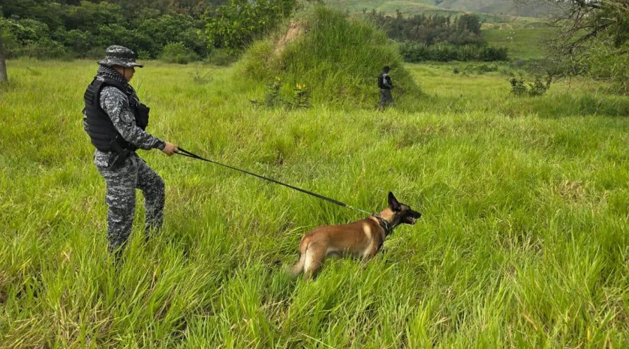 Equipe do Batalhão com Cães realizou buscas em mata próxima ao local do crime