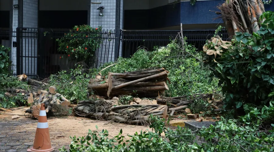 Corte da árvore foi feito por equipes da Prefeitura de Niterói