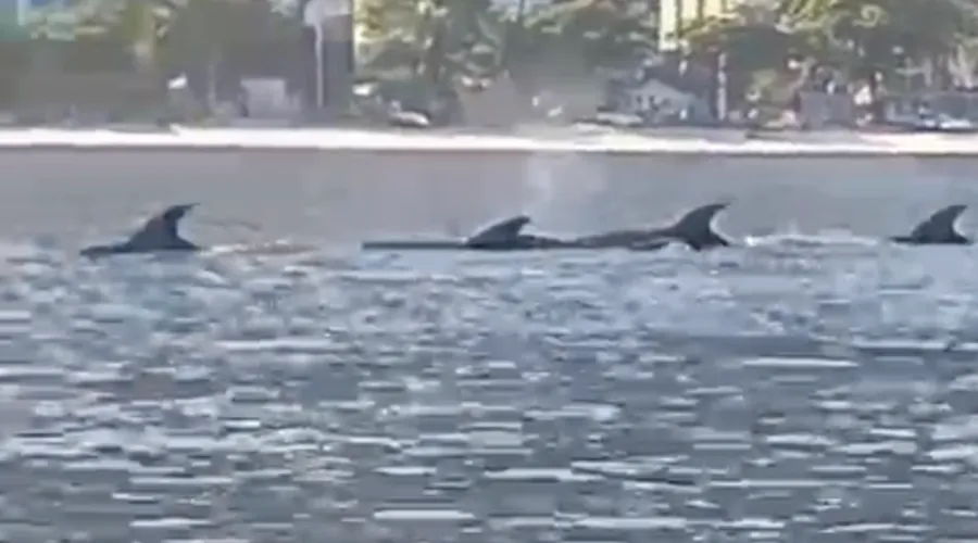 Golfinhos foram flagrados por grupo de remadores