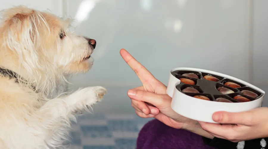 Cães e gatos podem ser intoxicados com chocolates
