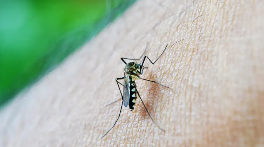 Município está com médio risco de contaminação da dengue