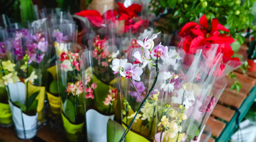 Há uma diversidade de espécies na floricultura do Mercado Municipal de Niterói
