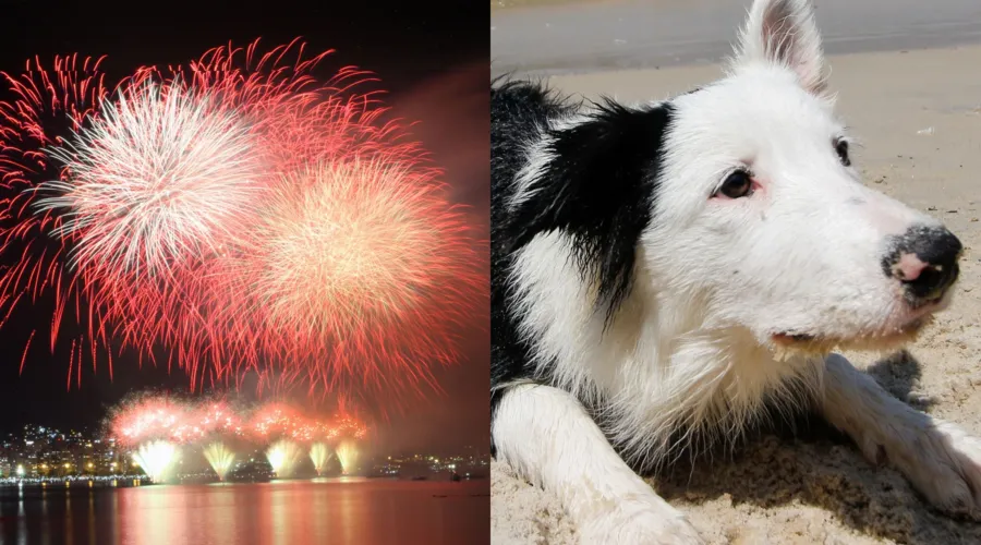 Pets podem ter crises com fogos de artifício