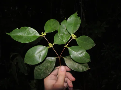 Área é protegida pelo Inea