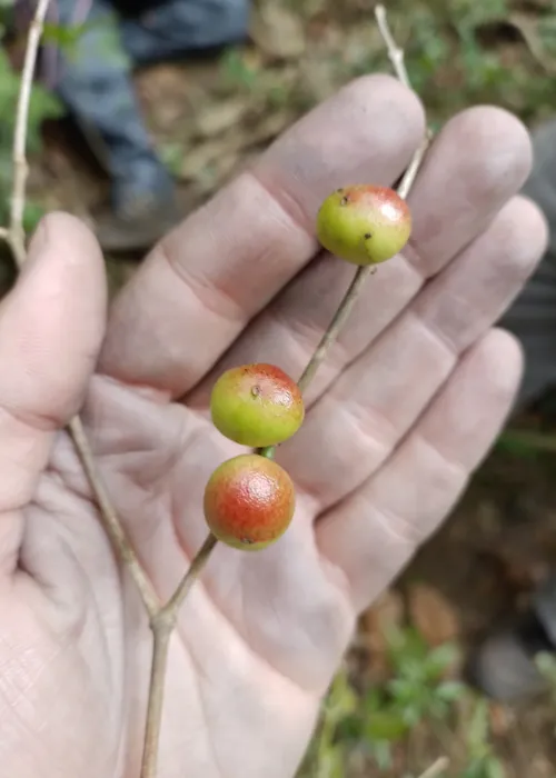 Fruto é parente da jabuticabeira