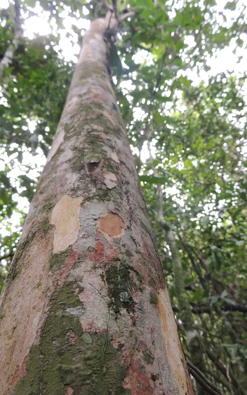 A pequena árvore mede 7 metros de altura