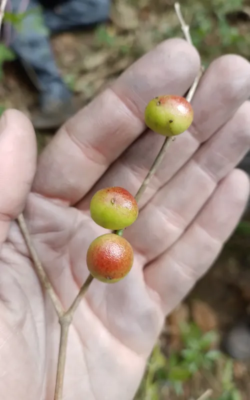 Fruto é parente da jabuticabeira