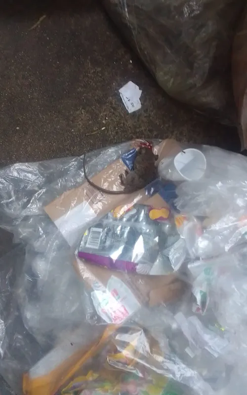 Rato encontrado morto em lixeira