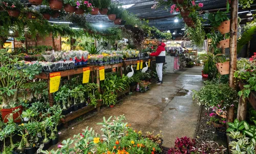 Zoo Garden oferece diversas opções de flores e plantas