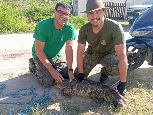 Aparecimento da espécie é comum nesta época do ano em virtude da alteração do habitat dos animais