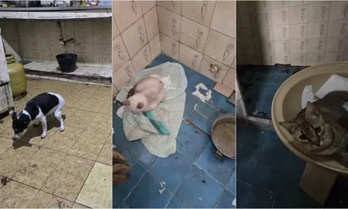 Animais vivos estavam em situação de grande insalubridade