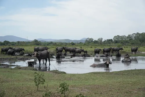 A Fazenda Varjão fica em Guaxindiba