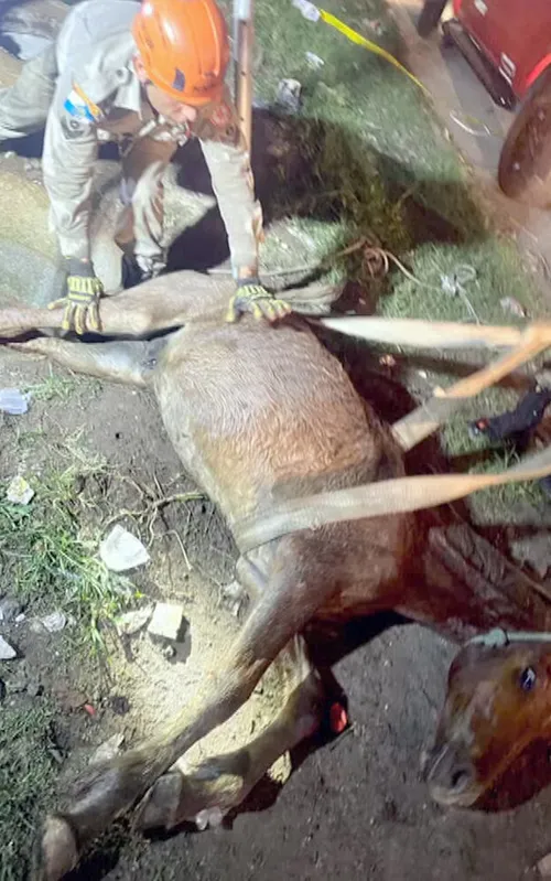 O animal foi retirado sem ferimentos pelos bombeiros
