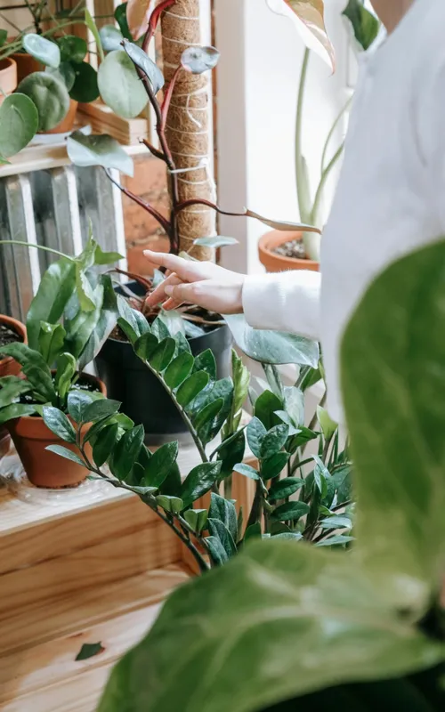 Zamioculca está entre as principais opções para o cultivo em diferentes ambientes