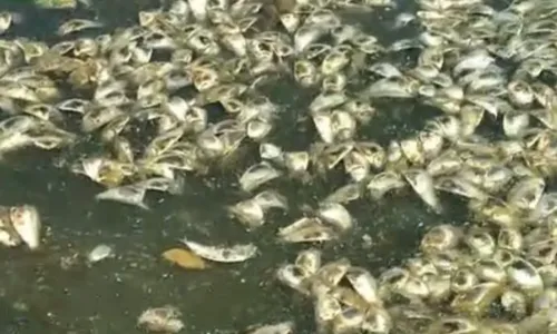 No último fim de semana, milhares de peixes foram encontrados na Lagoa de Piratininga