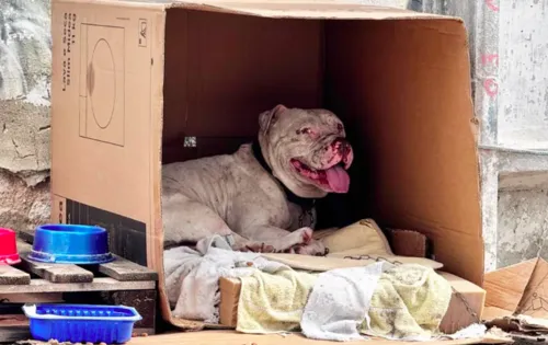 Cachorro foi abondando na região e comoveu moradores