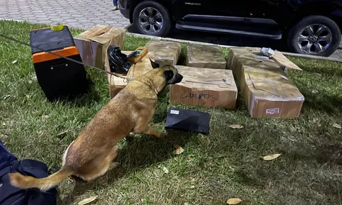Cães farejadores ajudaram a localizar as drogas.