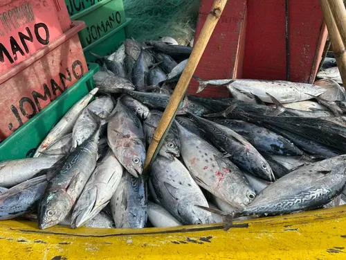 Fartura de peixes na Praia do Pontal de Santo Antônio