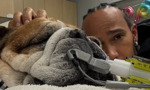 Piloto Lewis Hamilton escolheu aceitar a eutanásia para Roscoe
