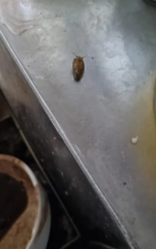 Baratas e fezes de roedores foram encontrados no local