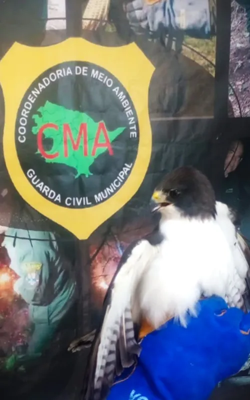 A ave recebeu os primeiros cuidados ainda no local e foi encaminhada a um centro veterinário especializado para avaliação e tratamento