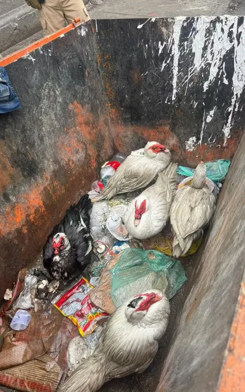 Os animais aparentemente estavam bem