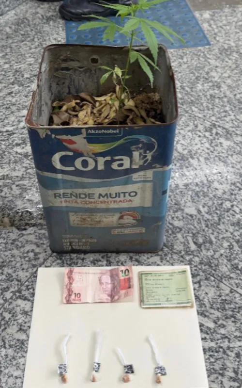 Pé de maconha encontrado em lata de tinta