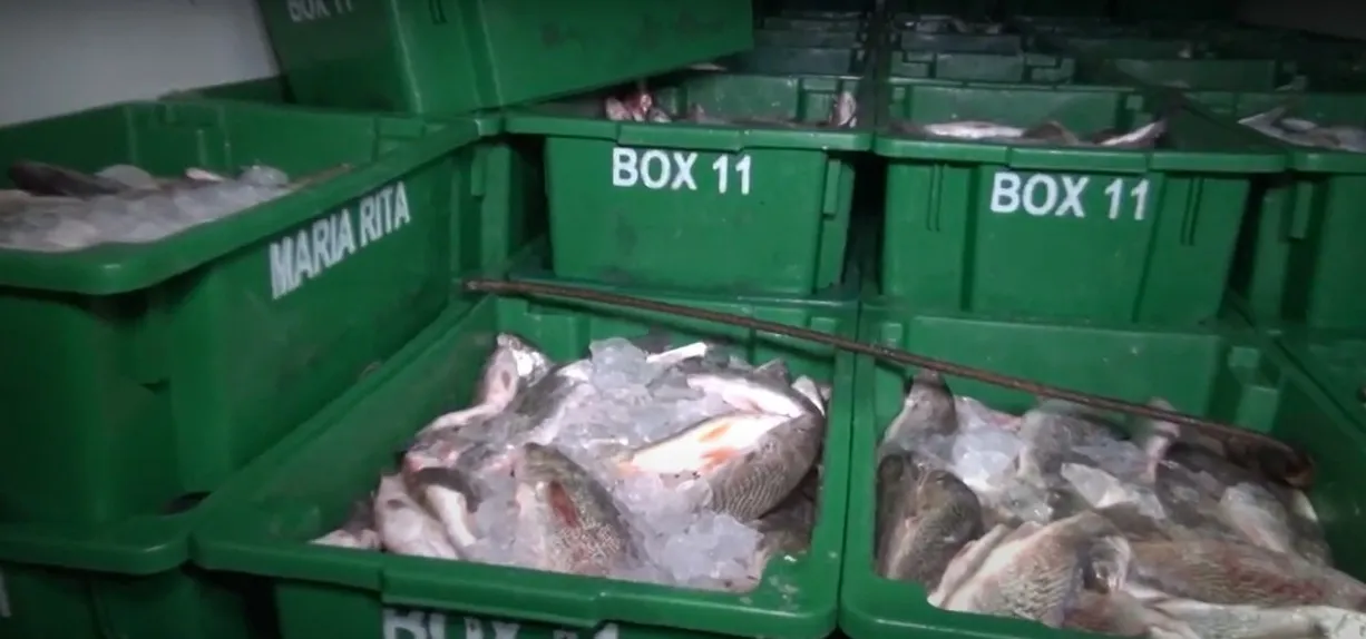 A carga de pescados arrecadada foi entregue pelo CPAm à Coordenadoria de Polícia Pacificadora (CPP)