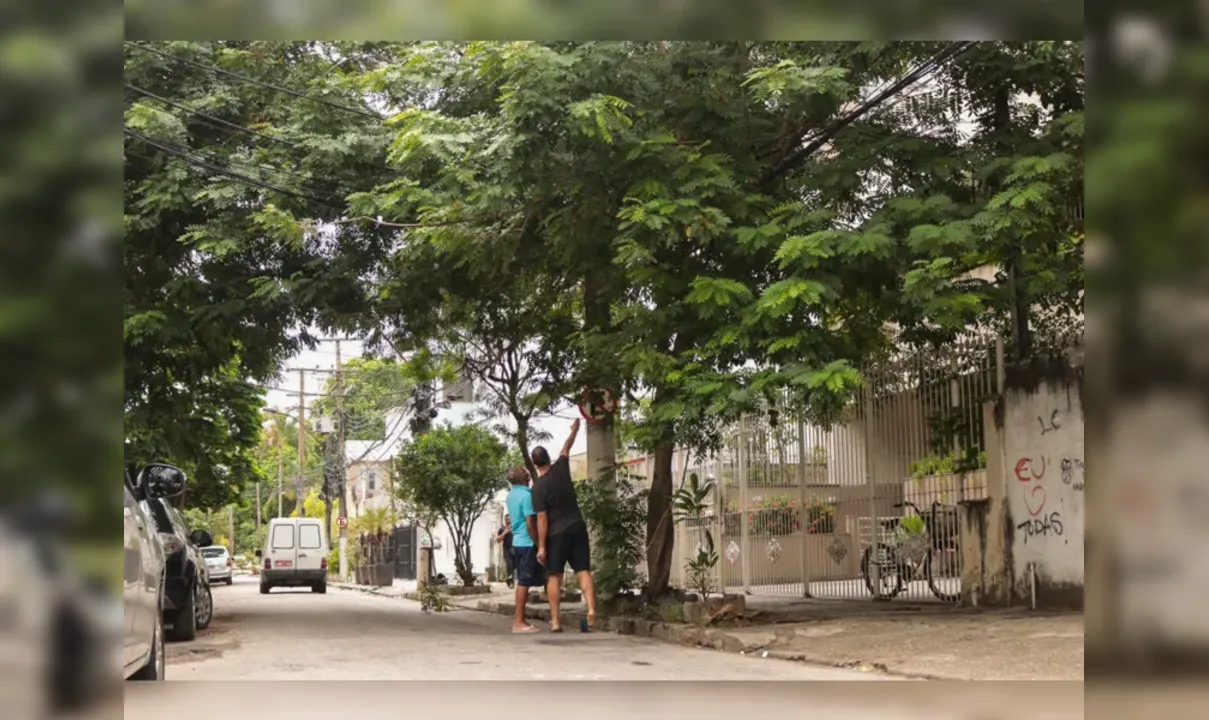 Podas de árvores é um bem necessário para a planta.